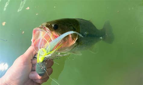 Chatterbait Fishing Guide – Beginner to Advanced